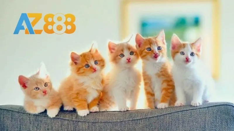 Chiêm bao thấy mèo đẻ 